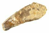 Bargain, Fossil Spinosaurus Tooth - Feeding Worn Tip #298164-1